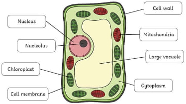 plant cell