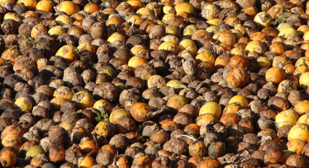 Areca Tea, An Inspiring Story of Nivedan Nempe From Malenadu